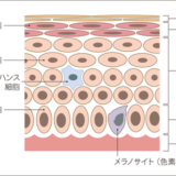 悪性黒色腫（メラノーマ）の種類と特徴