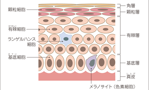 悪性黒色腫（メラノーマ）の種類と特徴